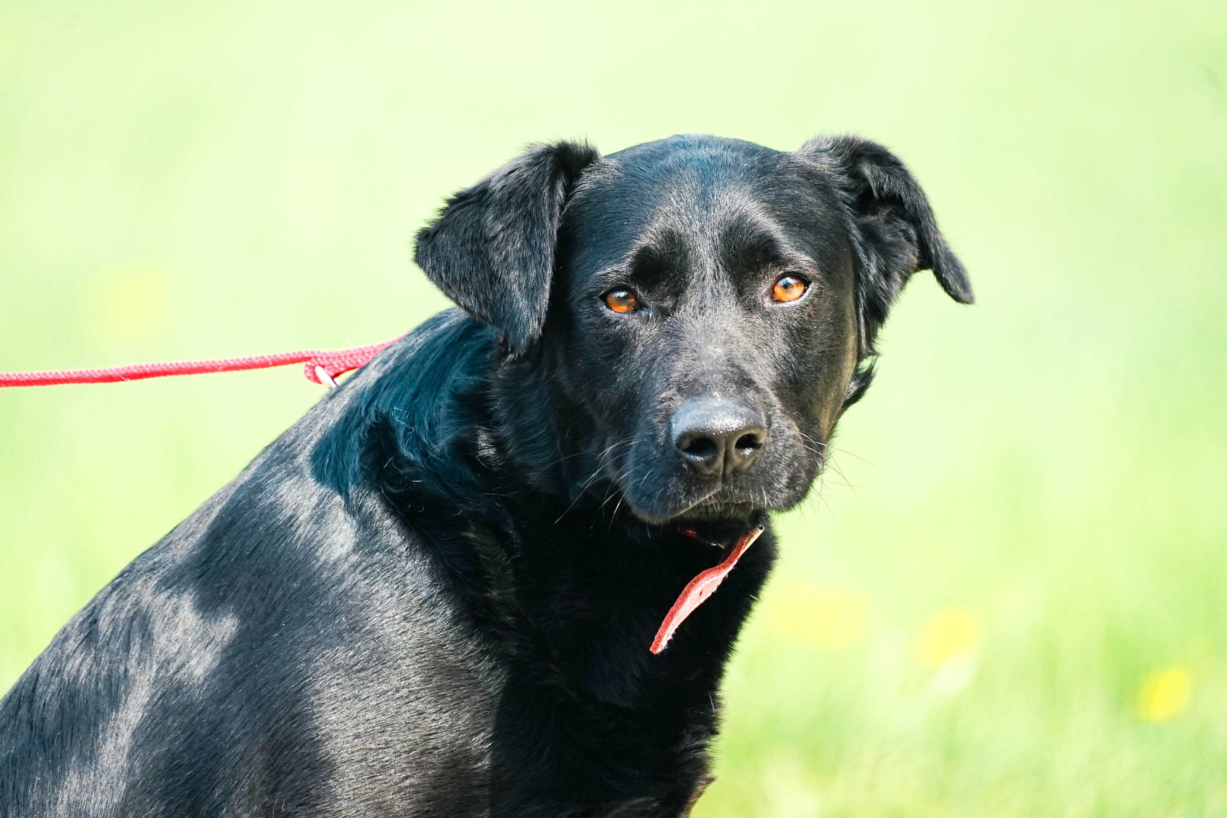 Litwin - młody psiak w typie labradora