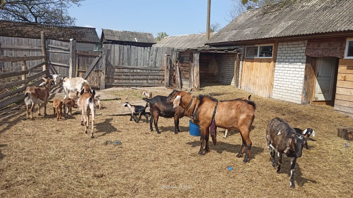 Козел для парування чекае на дівчат