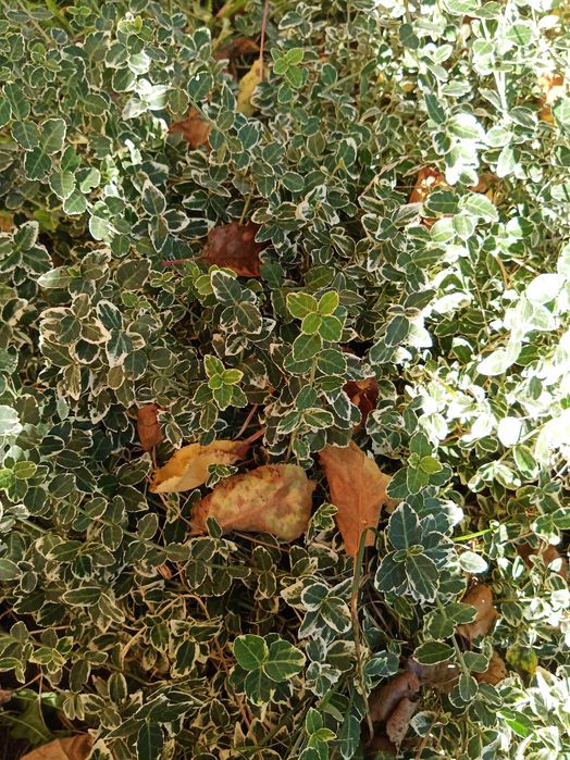 Гейхера, бересклет