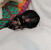 Chihuahua  czarny