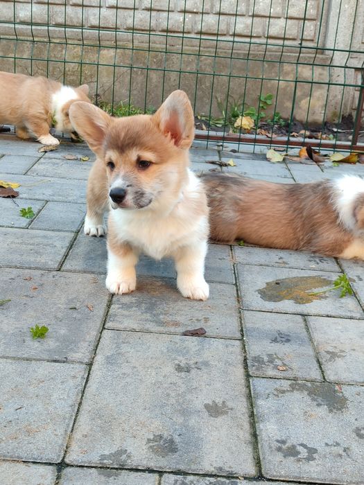 Корги пемброк , цуценята хлопці та дівчата. Ціна 850.00 евро.щенки