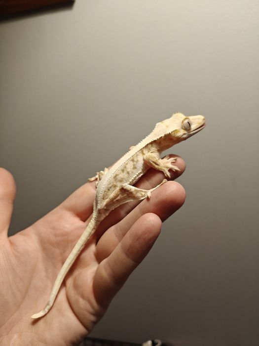 Gekon orzęsiony Podrostki