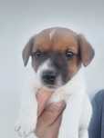 Dengo- cachorro de porte pequeno para adoção responsável.