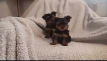 Yorkhire terrier miniaturka XXS Piesek z rodowodem