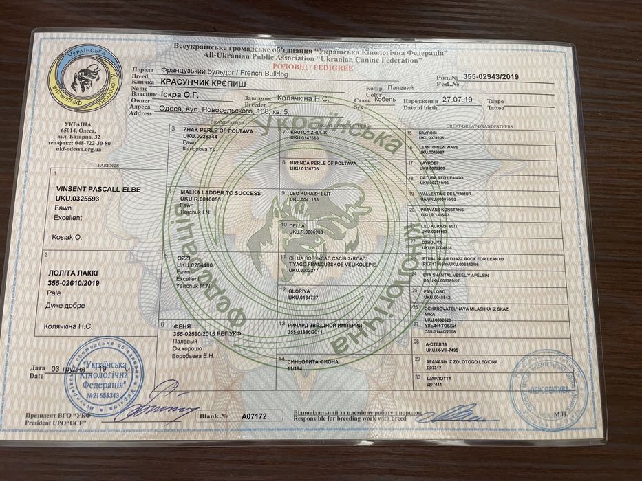 Французкий бульдог, кабель, вязка