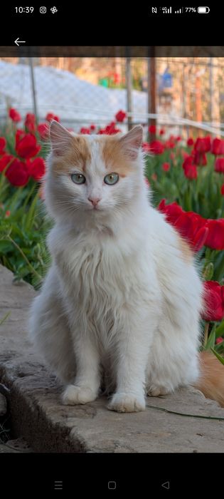 Отдам в Добрые руки