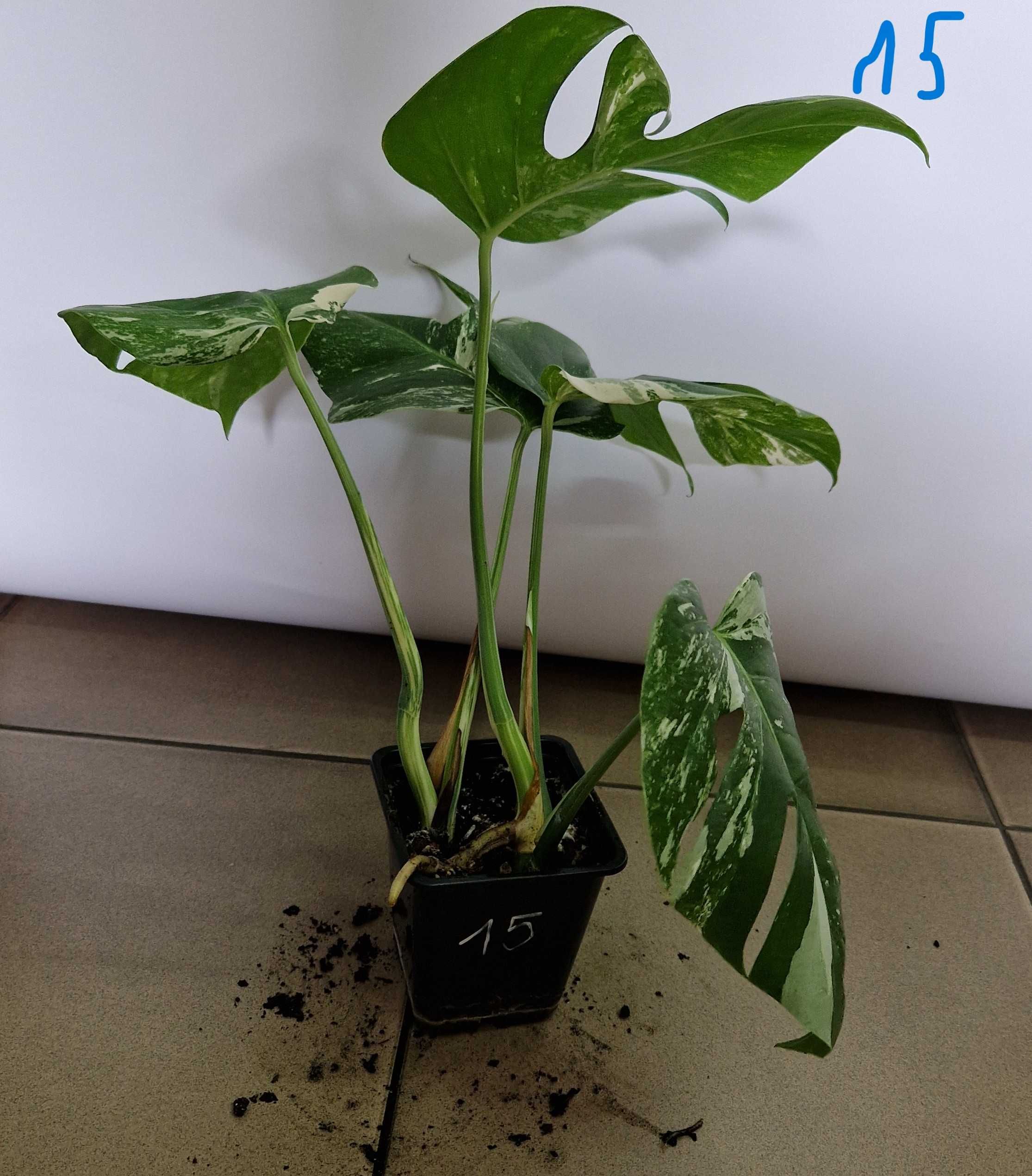 Monstera variegata Dwie rośliny w jednej doniczce