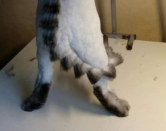 Стрижки котов и собак