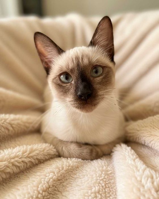Setúbal / Margem Sul / Lisboa — CÔCO, gatinho para adoção