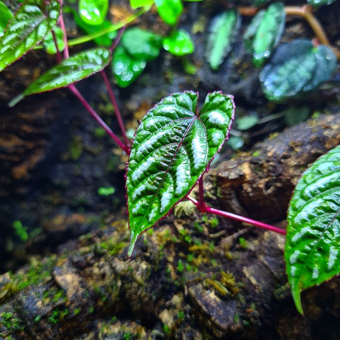Terrarium 30x30x40, gekon, drzewołazy, ptasznik