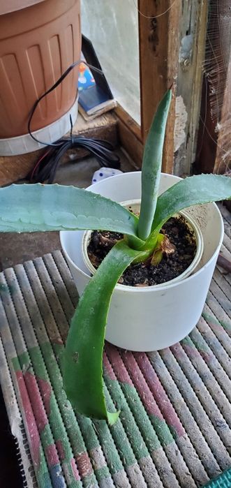 Агава,, бегония, алое разных видов