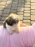 Sunia shih tzu gotowa na zmianę domu
