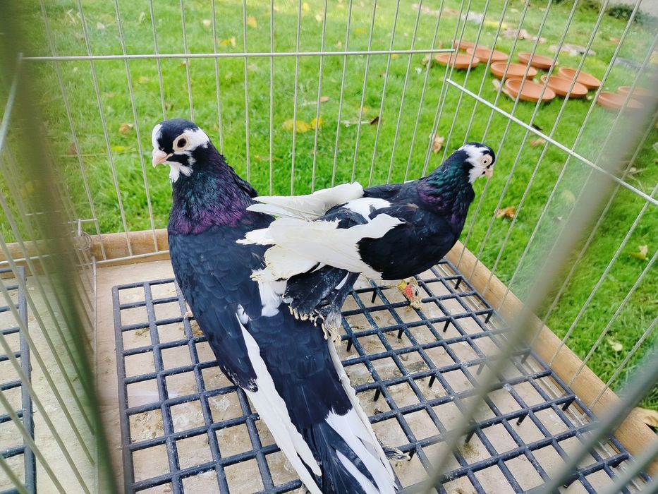 Gołębie zamojskie szkaplerzaki