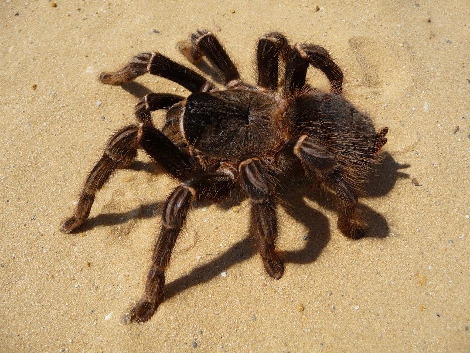 Lasiodora parahybana взрослая самка паука птицееда подросток