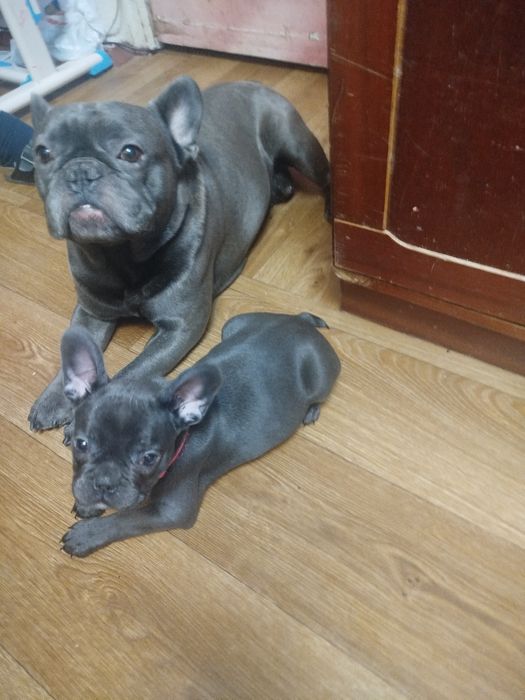 Французький бульдог Житомир