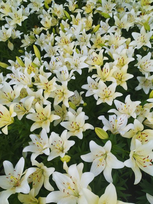 Луковицы лилии, лилия