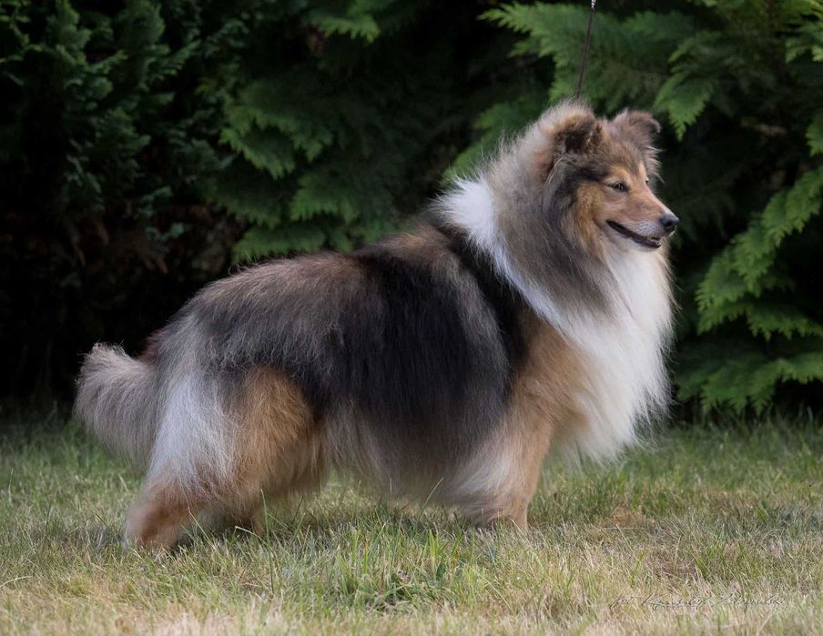 Owczarek Szetlandzki