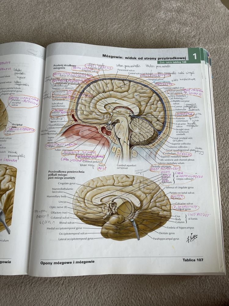 Atlas anatomii człowieka netter