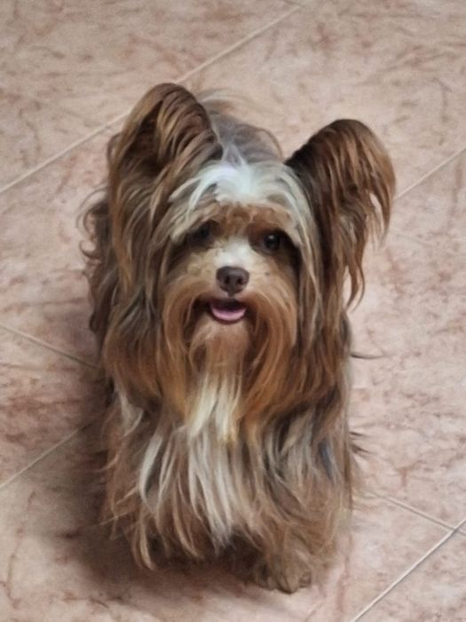 Biewer Terrier Macho Miniatura Criadora Registada PT 3088 FL