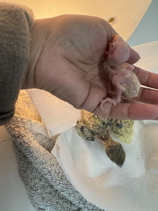 Agapornis para criar a mão