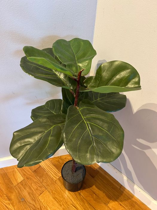 Ficus Lyrata artificial