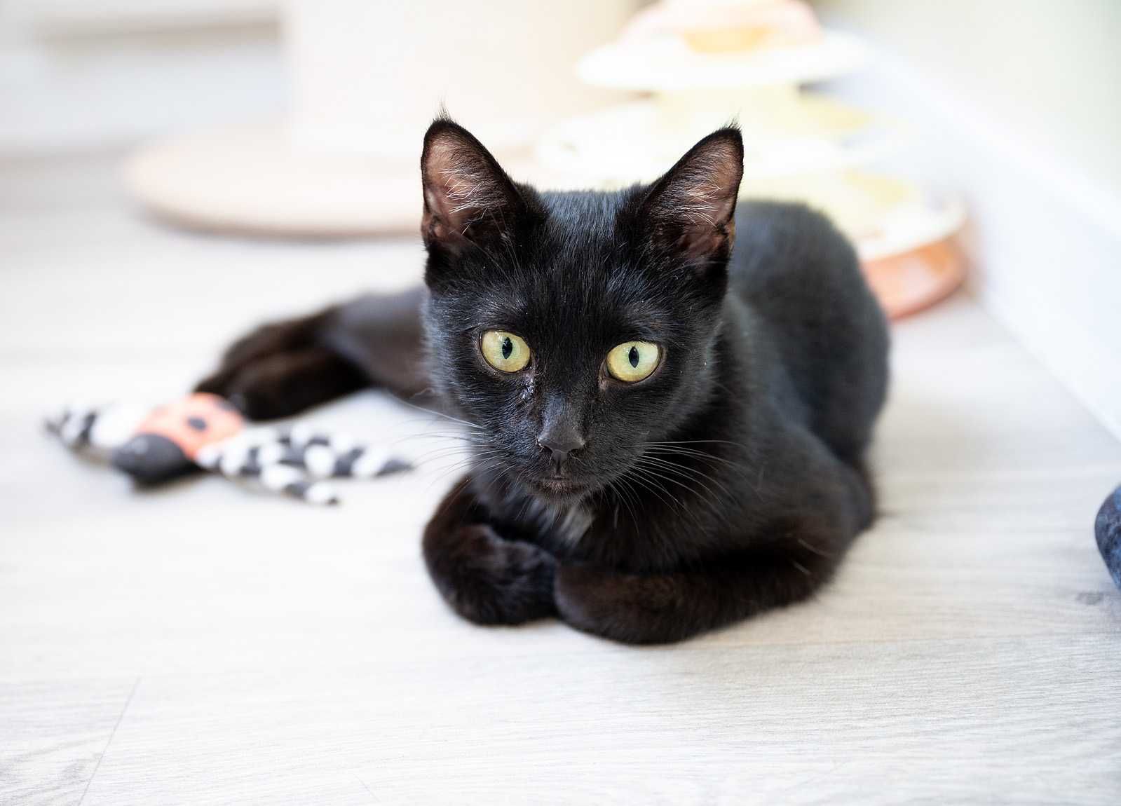 Kotka do adopcji - AVA, 2 lata