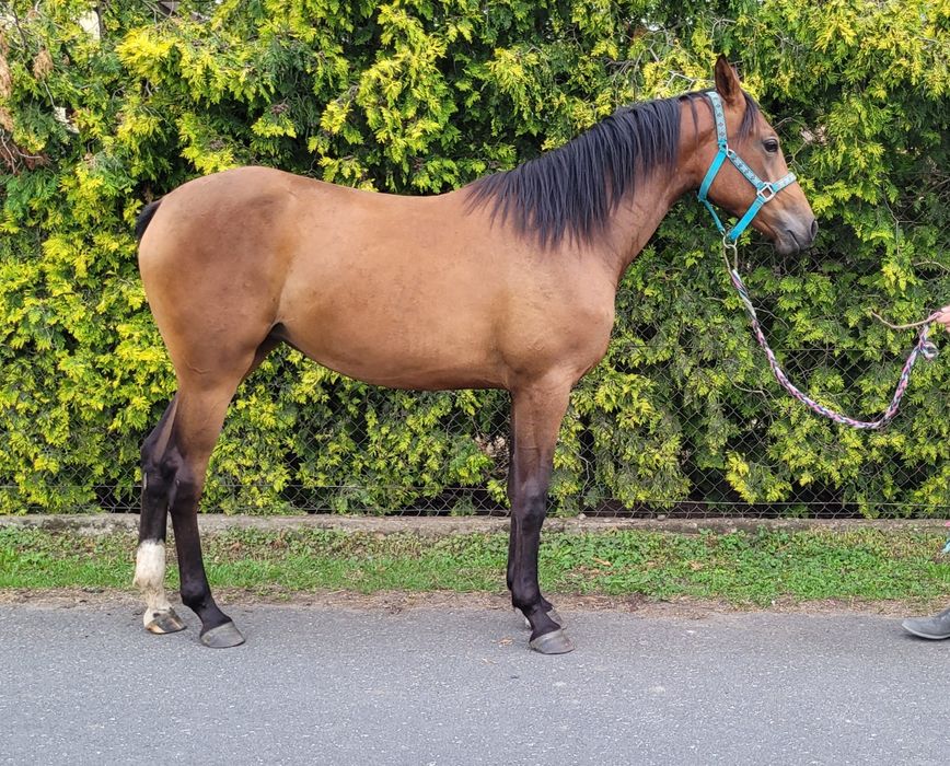 Piękna klacz do sportu po Quanan Rouge