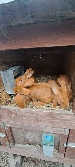 Króliki czerwone nowozelandzkie