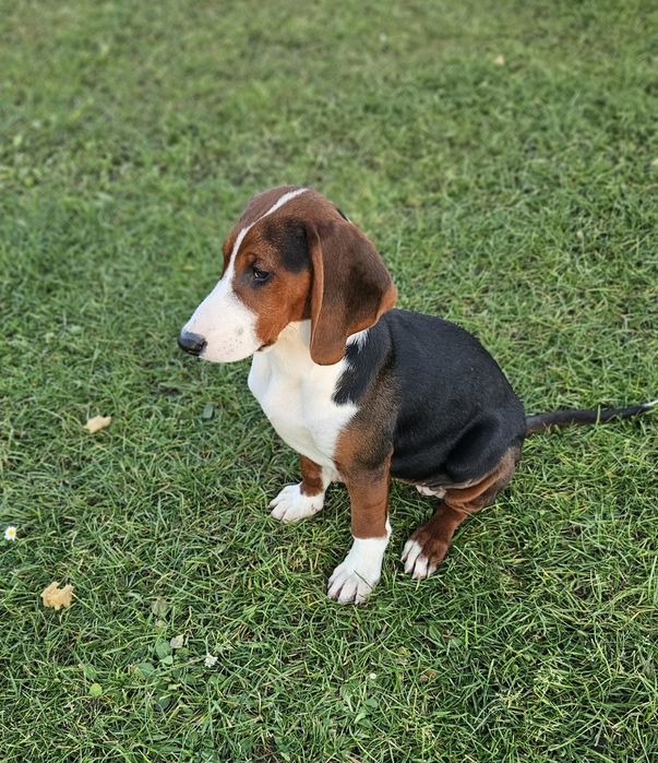 Gończy Serbski Trójkolorowy (posokowiec  Gończy Polski) szczeniaki