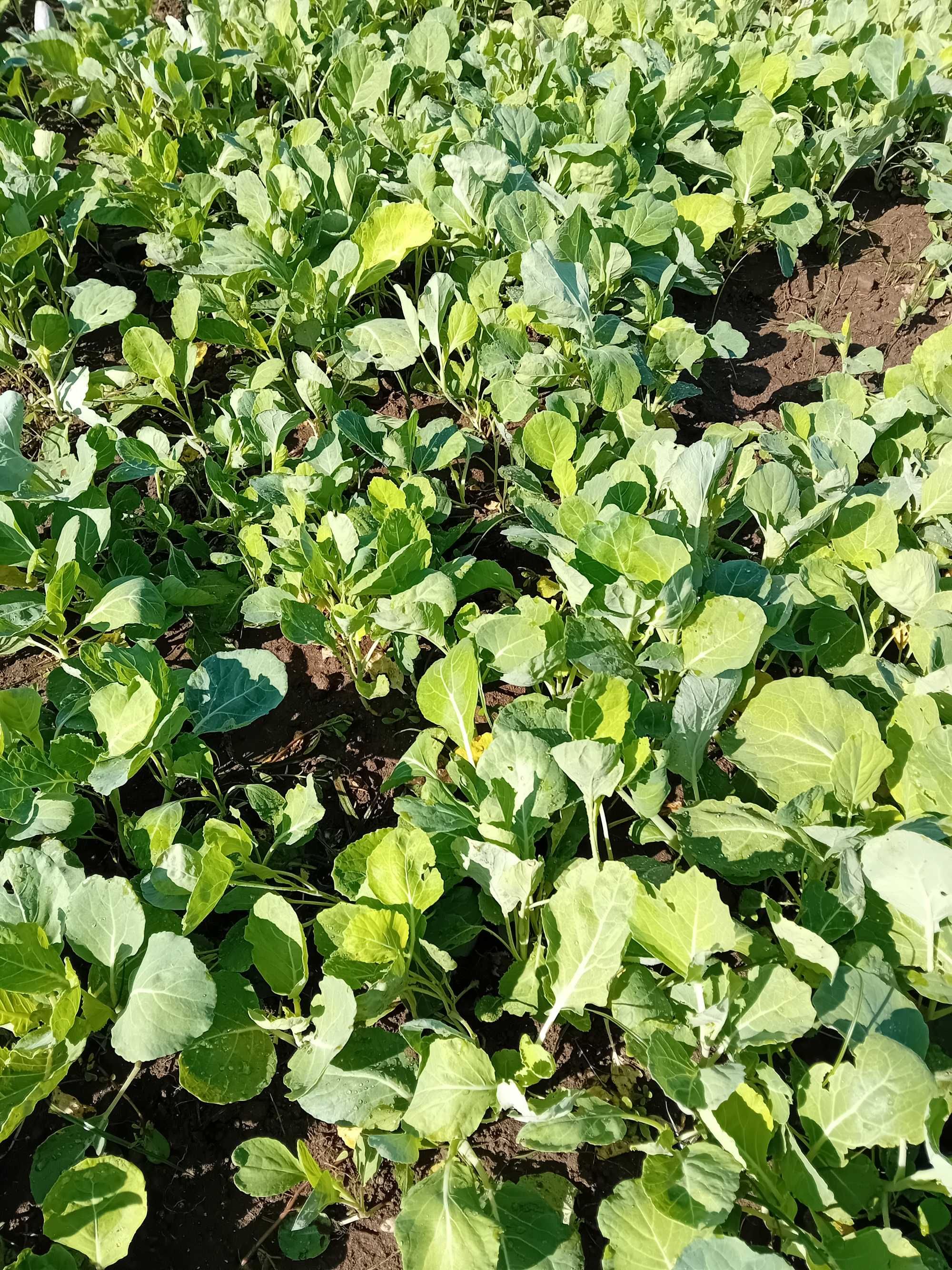 Couve Penca Pão de Açúcar Planta