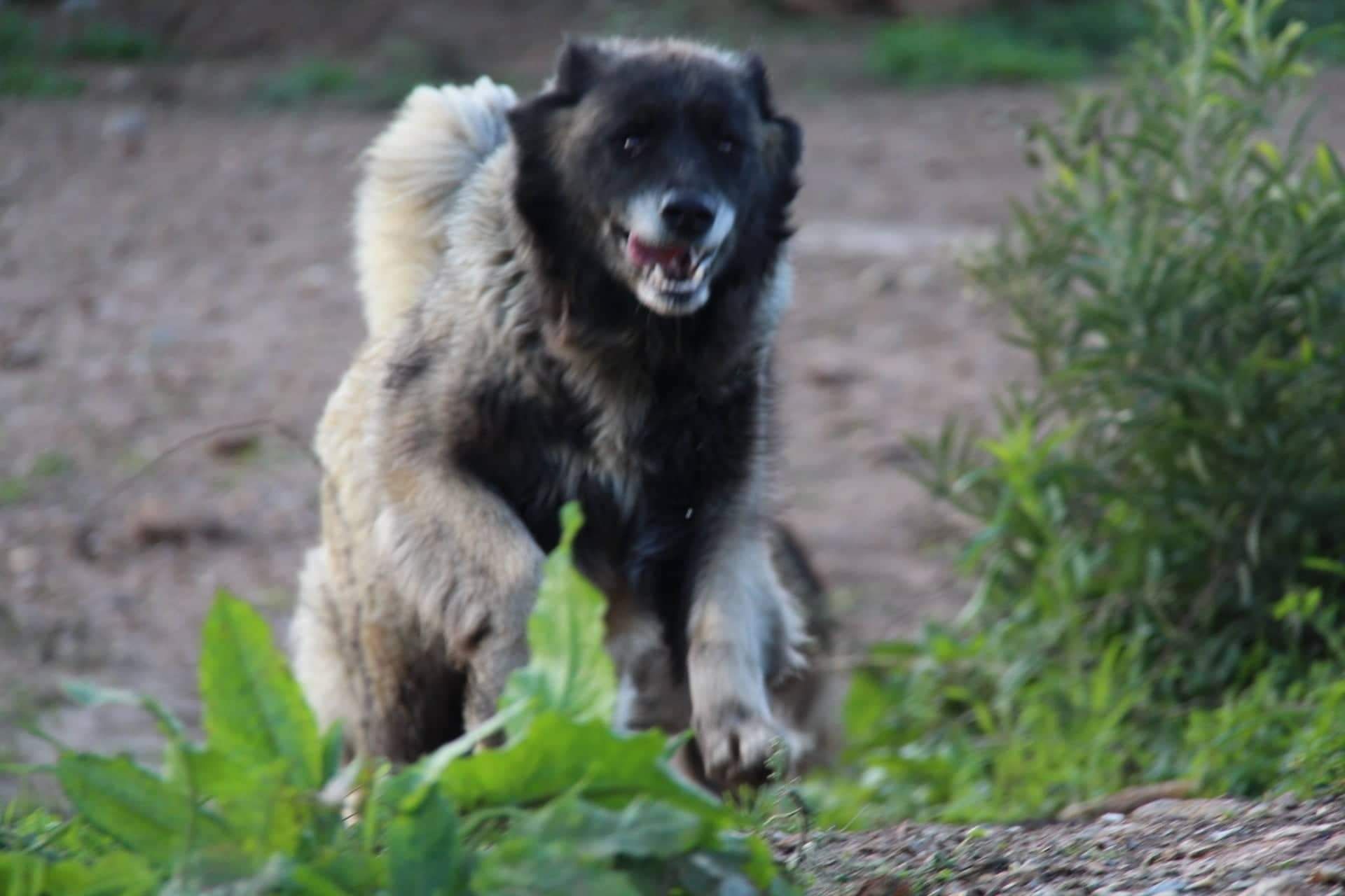 Cachorro Serra da Estrela com Lop e Afixo