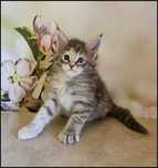 Koteczka Maine Coon Narin