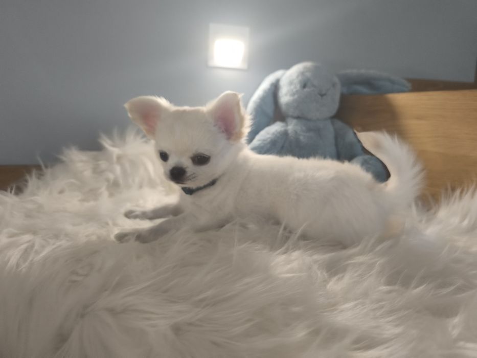 Rezerwacja CHIHUAHUA mały biało kremowy piesek ASTON