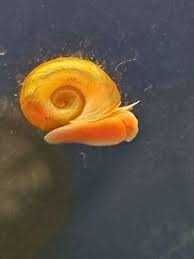 Caracóis Planorbis Corneus