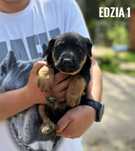 Edzia, szczeniak po gończej, 2 miesięczna, adopcja