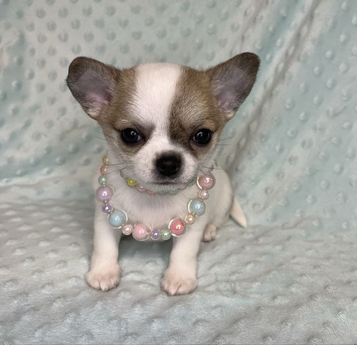 Chihuahua Femea Pelo Curto