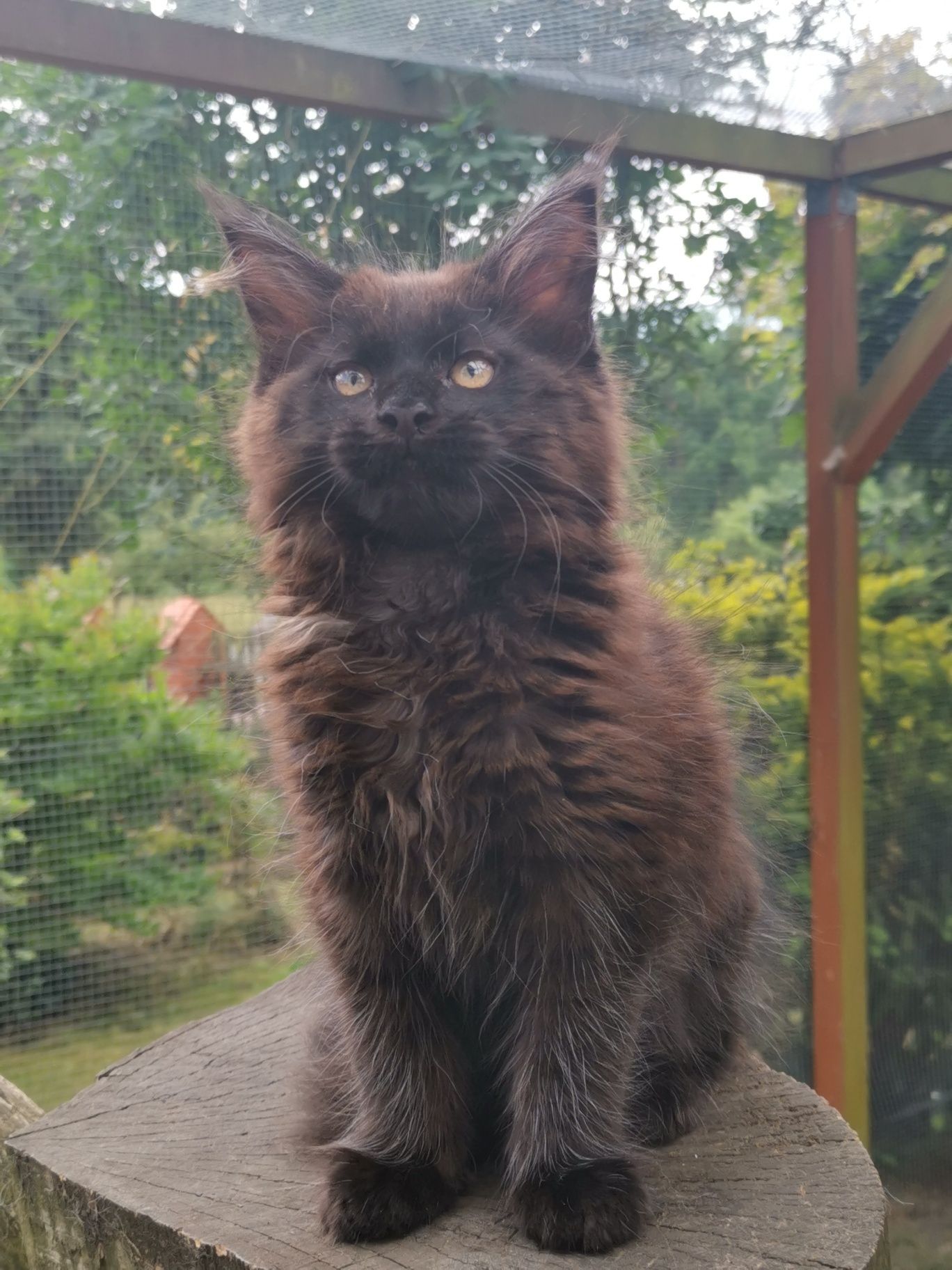 Kocurek Maine Coon
