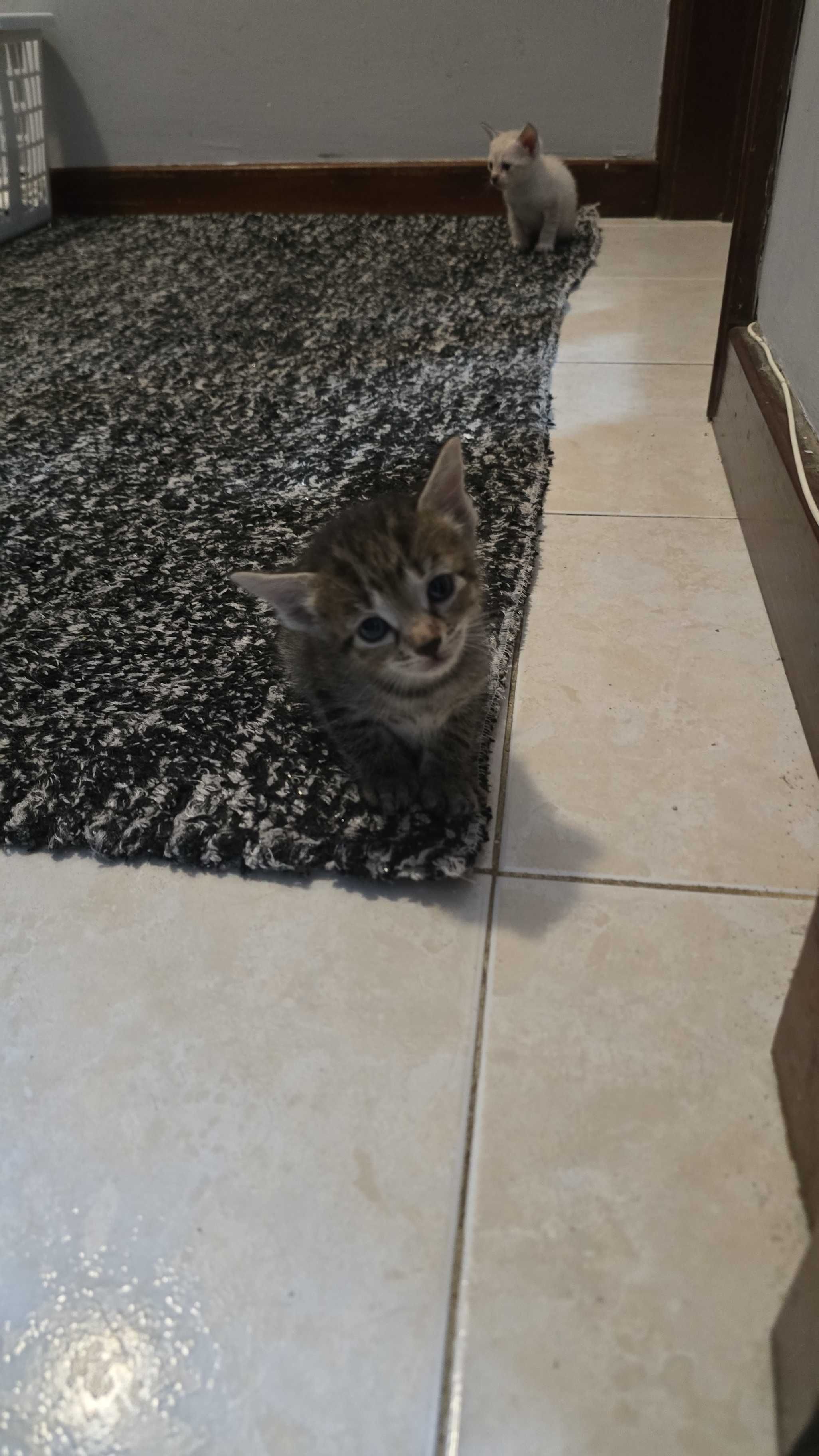 Gatos bebés para adopção