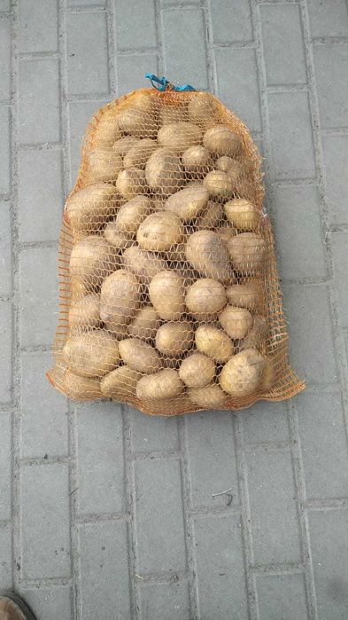 Ziemniaki odmiana Soraya, Gala