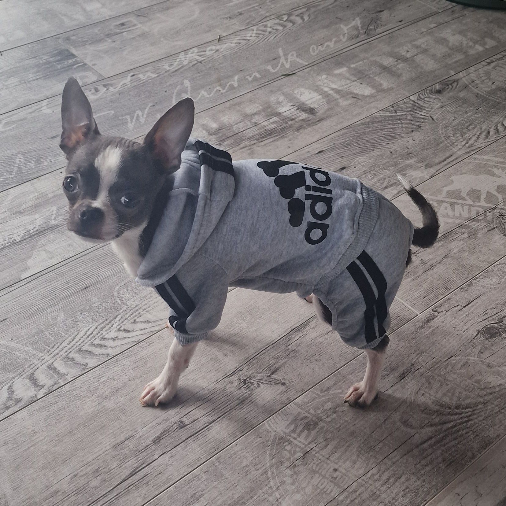 Bluza kombinezon dres dla psa rozmiar S Adidog