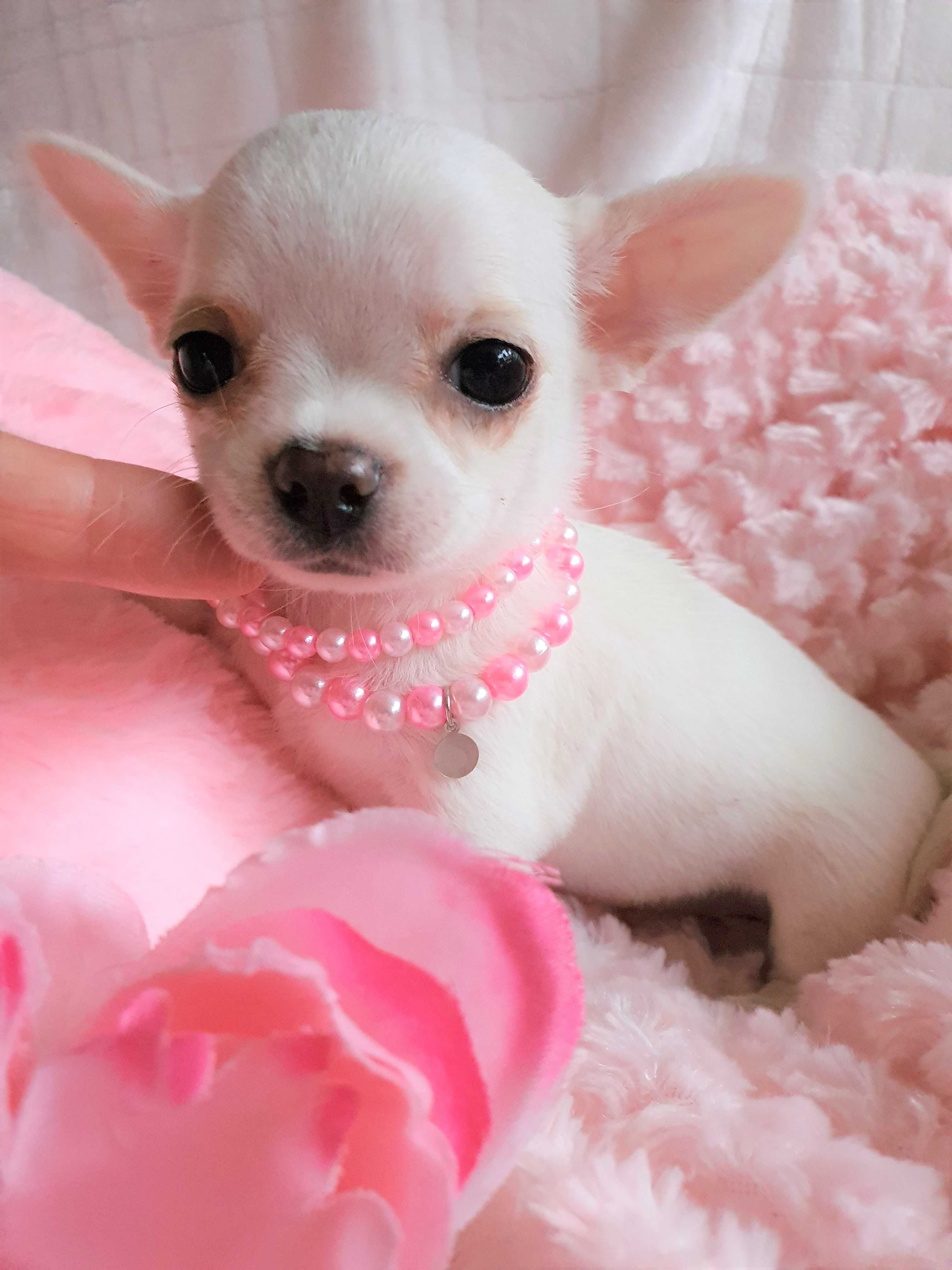 Chihuahua **Super mini**Piesek z Rodowodem. Biel-Cream.