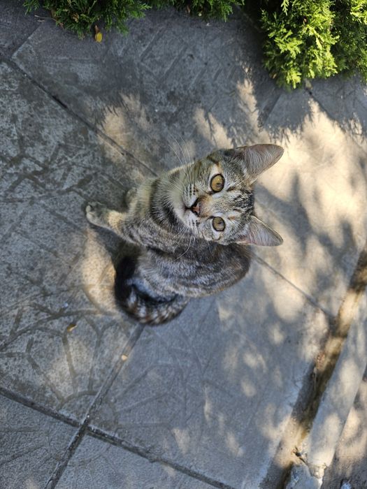 Котята 3 месяца живут на автостоянке