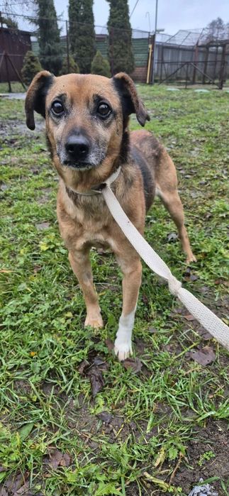 Cudowny pies szuka cudownego domu