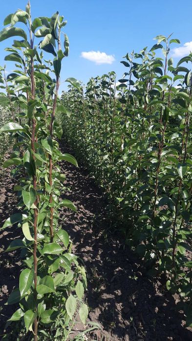 Саджанці плодових дерев, квітів та ягідних кущів