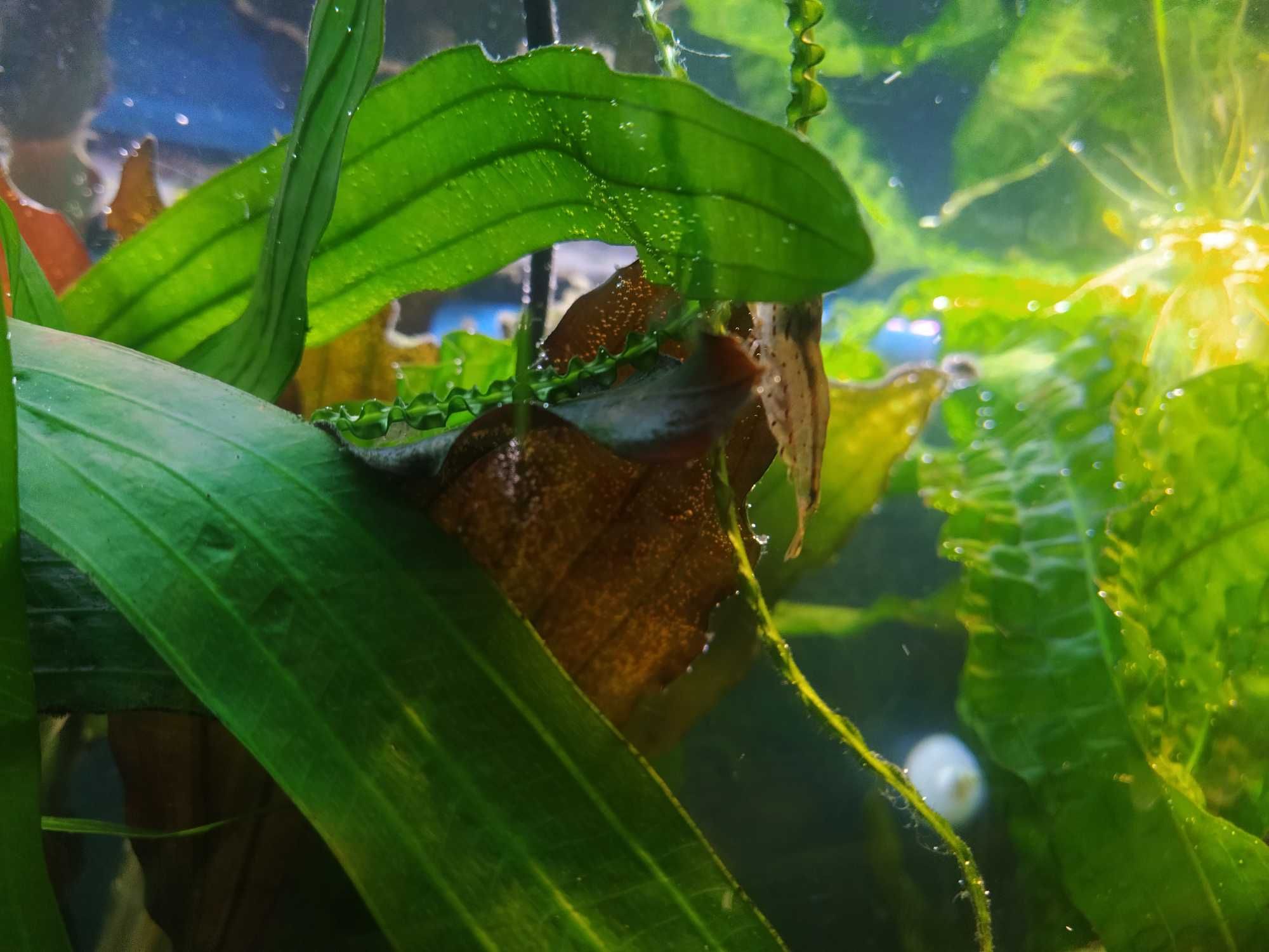 Креветки Амано (Caridina multidentata) своего разведения