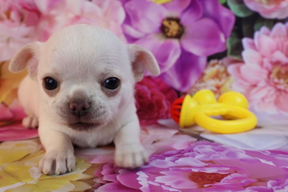 CHIHUAHUA MACHO pelo curto