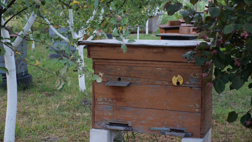 Продамо вулики Дадана (на 8 рамок) в хорошому стані