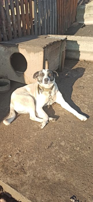 Подарую собаку безкоштовно