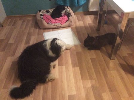 Salon groomingu (fryzjer) i hotel dla psów i kotów - Shaggy Dog