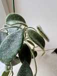 Hoya Thomsonii( aff. Lyi) cięta